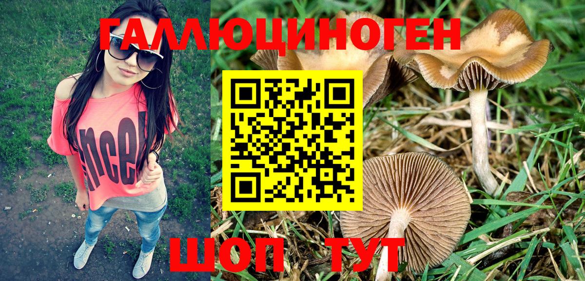 Псилоцибиновые грибы Psilocybine cubensis Сальск